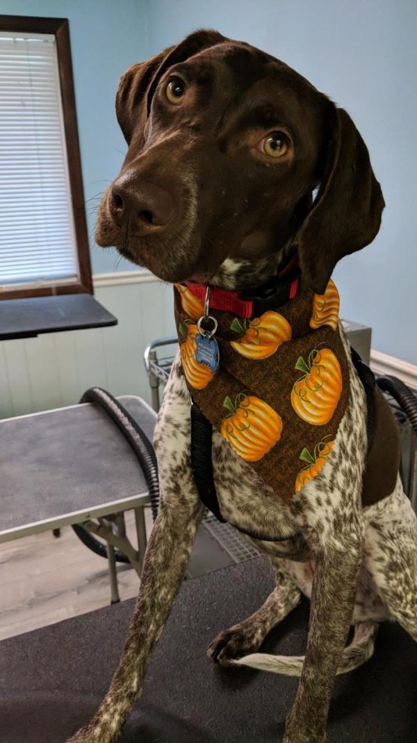 /images/uploads/southeast german shorthaired pointer rescue/segspcalendarcontest2019/entries/11448thumb.jpg